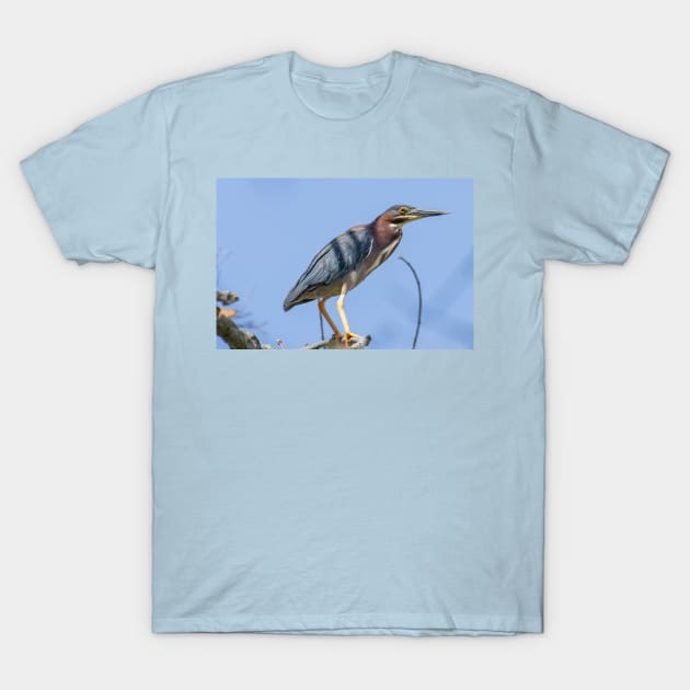 Green Heron T-Shirt by FlyingLilly